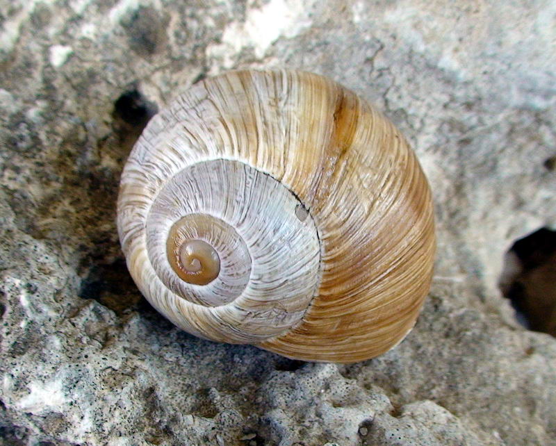 Helix delle Gole del Sagittario (AQ)